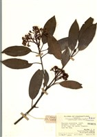 藏品(桃葉石楠)的圖片